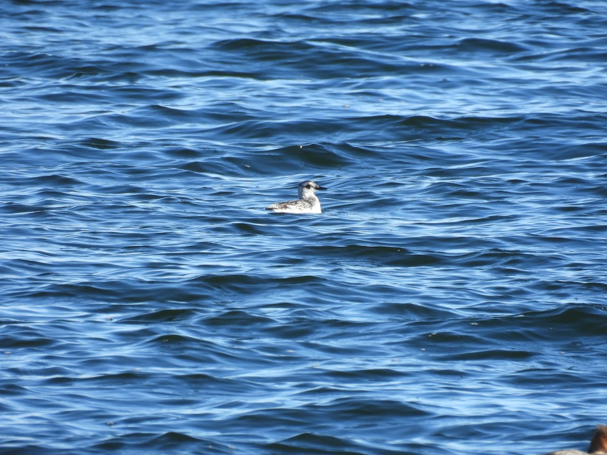 Kara Alk - ML645624100