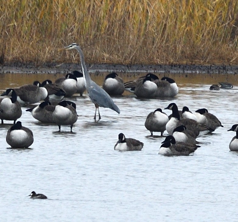 Amerika Gri Balıkçılı - ML645624101