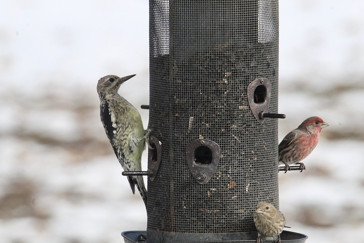 Yellow-bellied Sapsucker - ML645624104