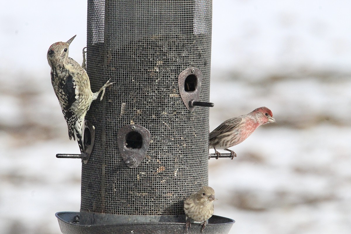 Sarı Karınlı Ağaçkakan - ML645624106