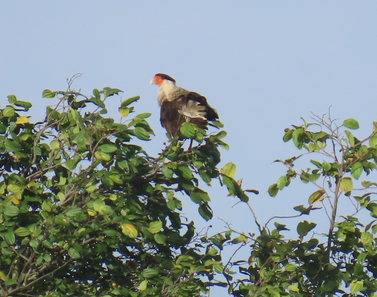 Tepeli Karakara - ML645624107