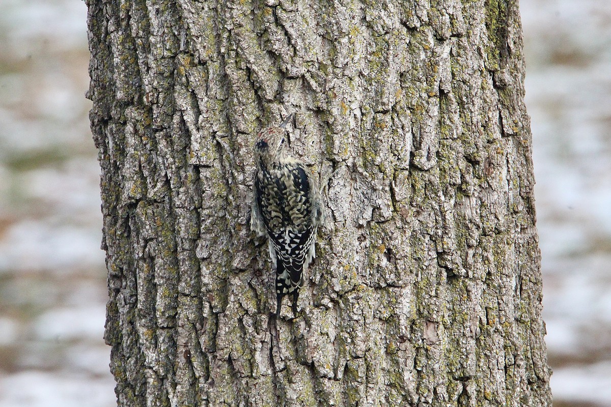 Yellow-bellied Sapsucker - ML645624108