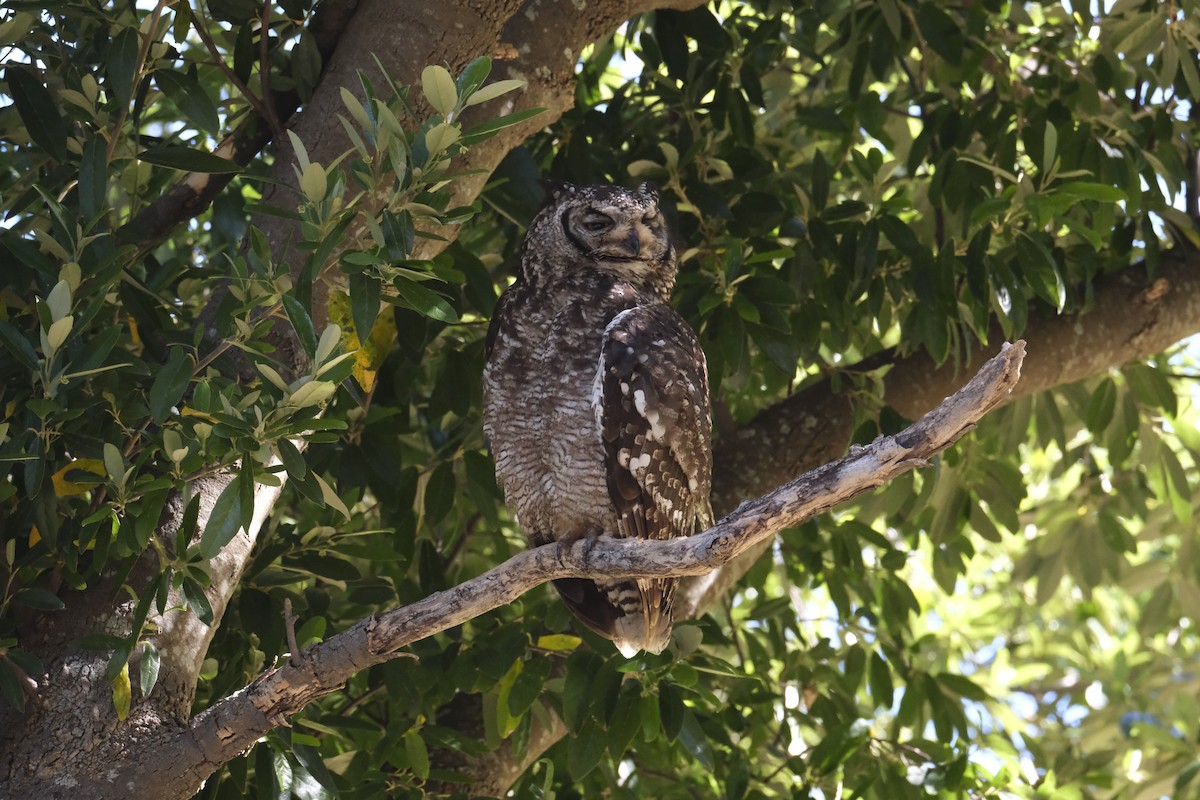 Benekli Puhu - ML645624110