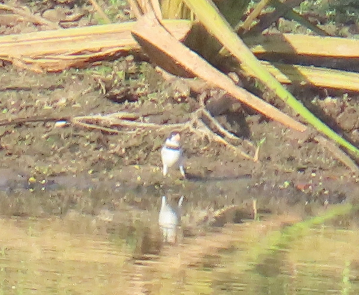 Ak Boğazlı Tohumcul - ML645624113