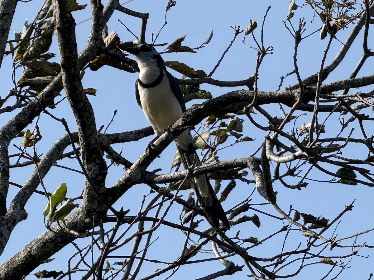 Ak Yakalı Saksağan Kargası - ML645624116