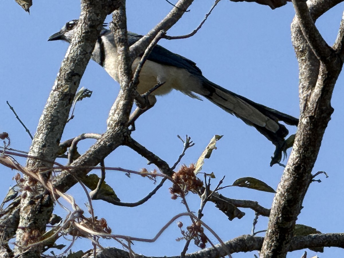 Ak Yakalı Saksağan Kargası - ML645624117