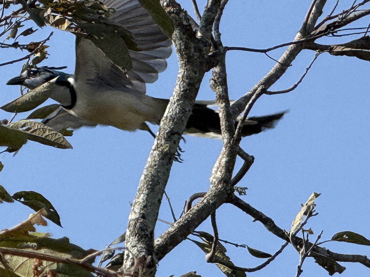 Ak Yakalı Saksağan Kargası - ML645624118