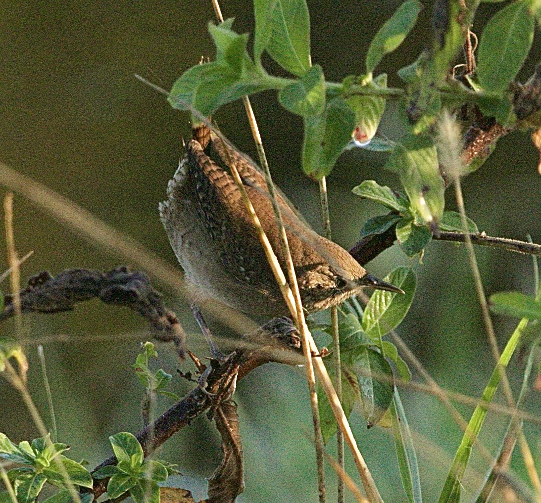 Northern House Wren - ML645624119