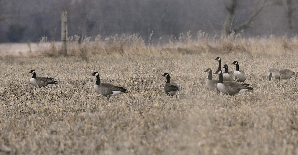 Canada Goose - ML645624128