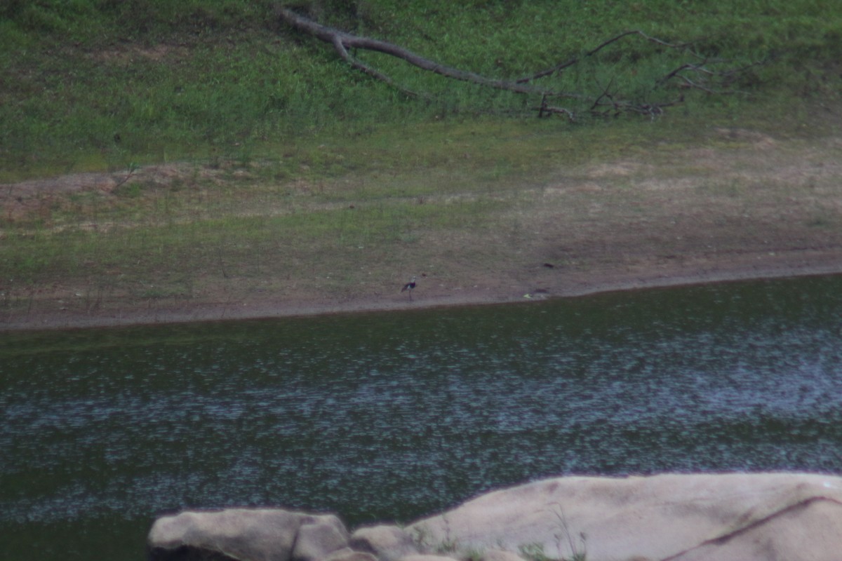 Southern Lapwing - ML645624129