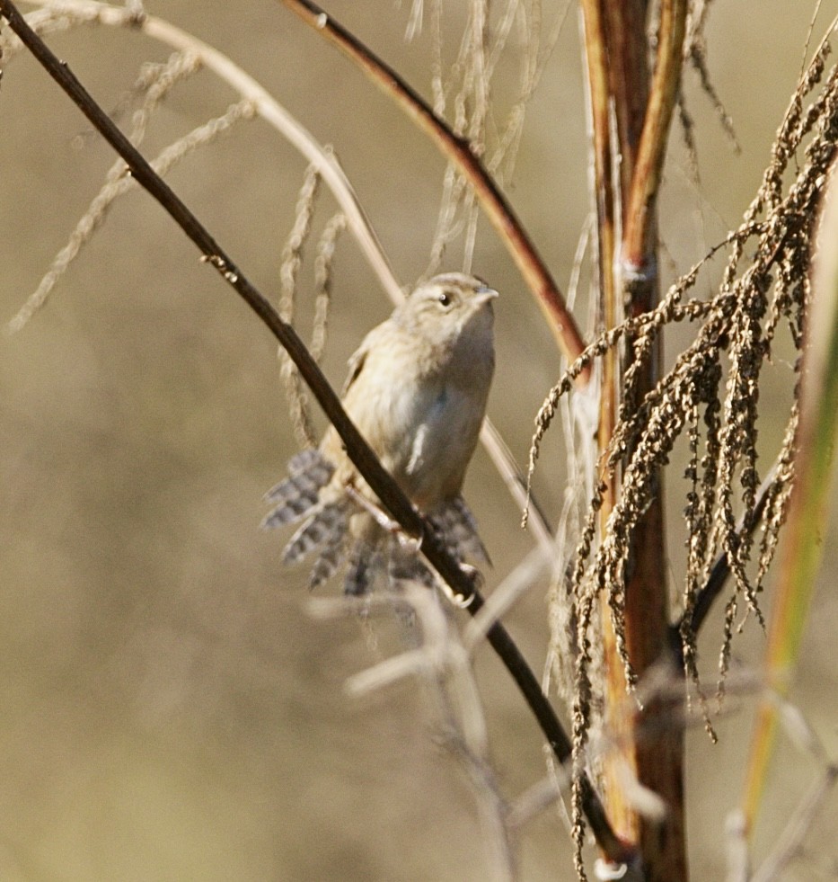 Sedge Wren - ML645624131