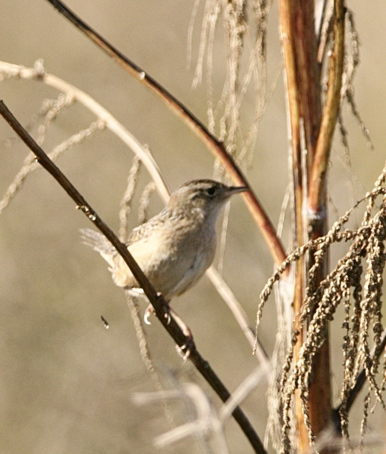 Sedge Wren - ML645624132