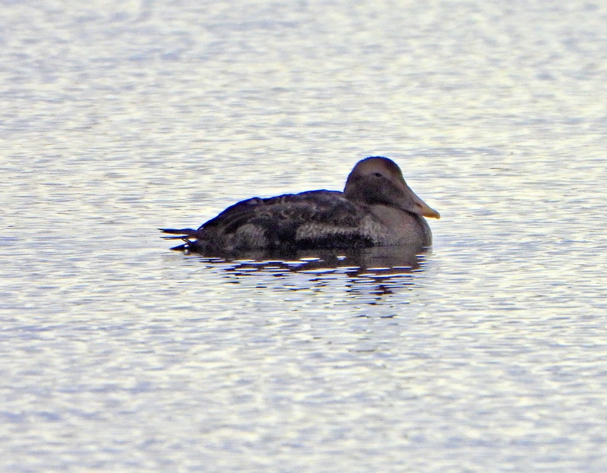 Common Eider - ML645624150