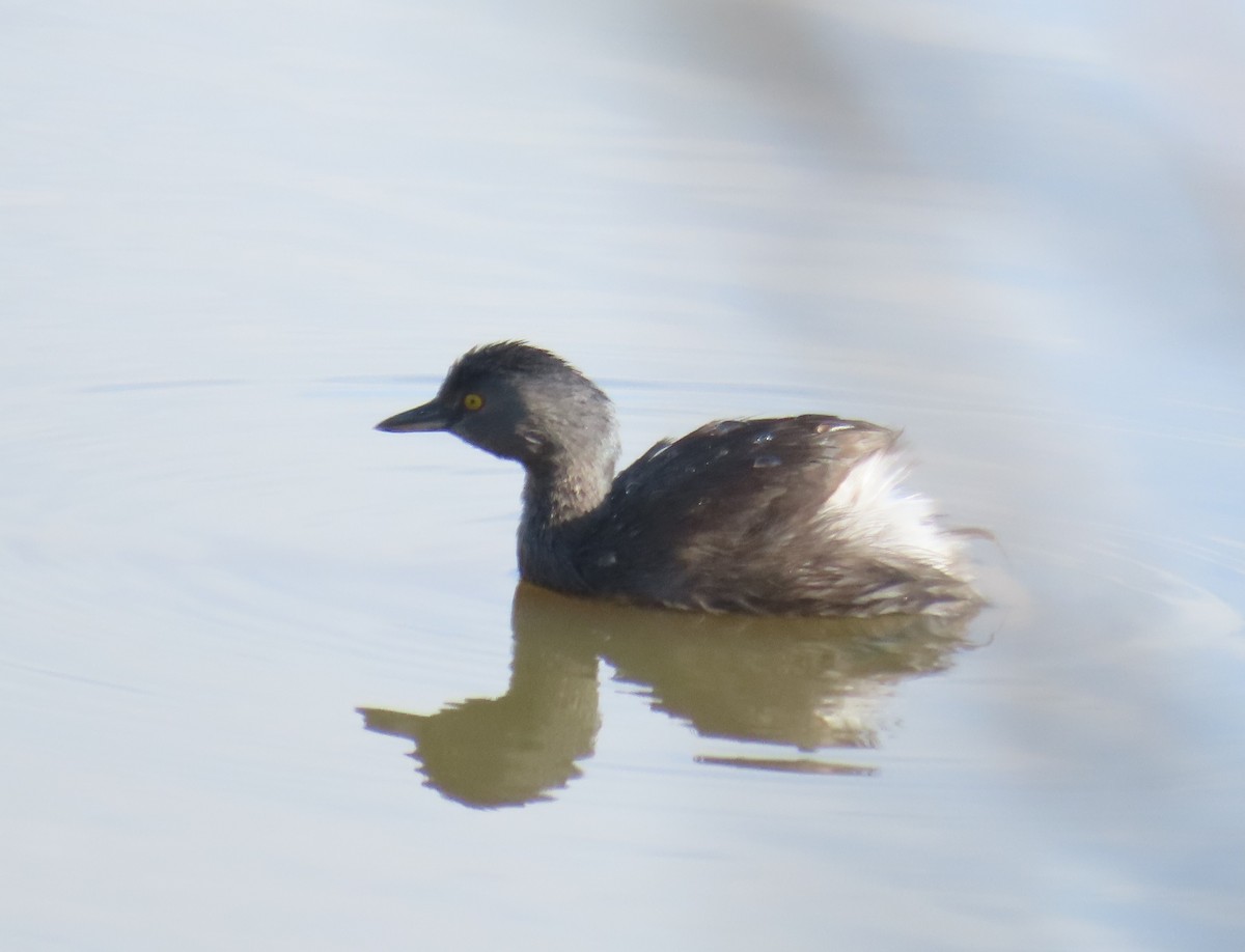 Least Grebe - ML645624153