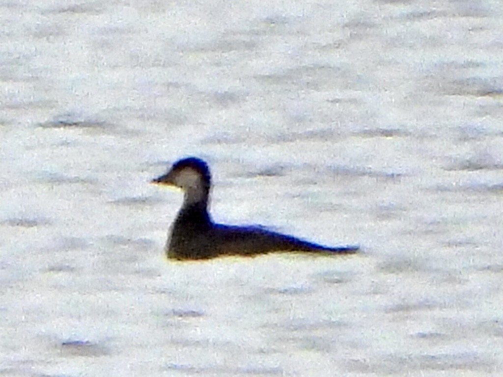 turpan žlutozobý - ML645624157