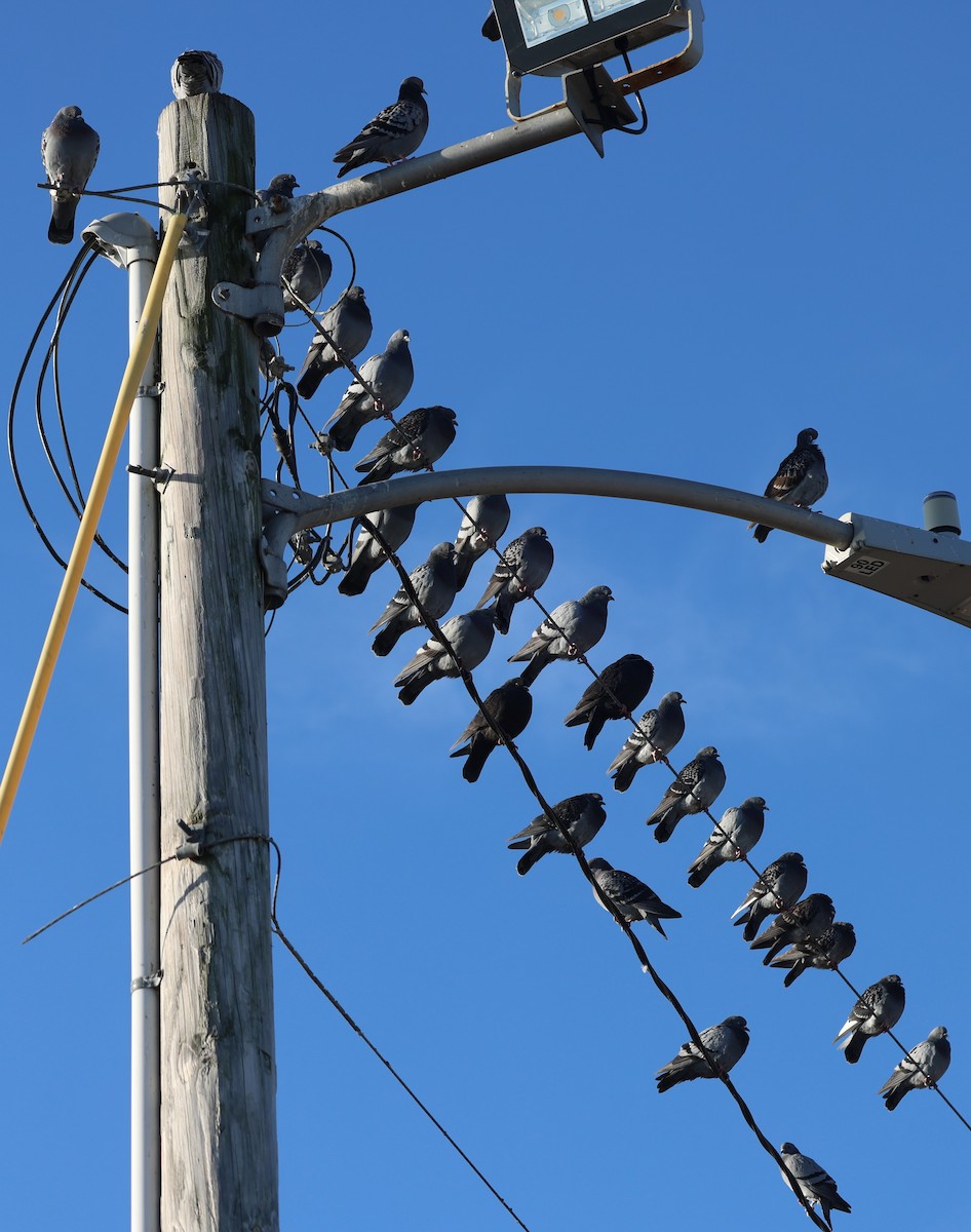 Rock Pigeon (Feral Pigeon) - ML645624161