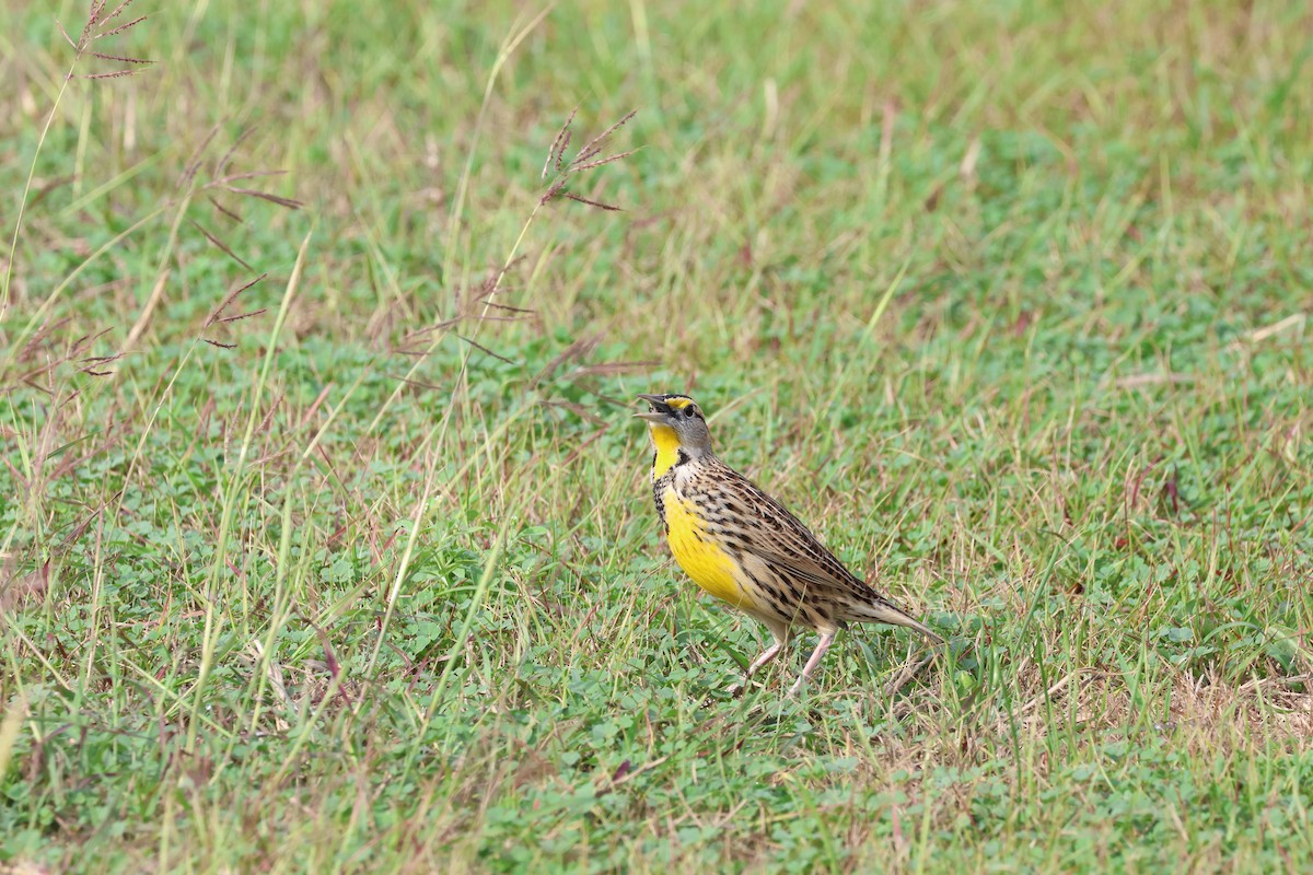 Eastern Meadowlark - ML645624163