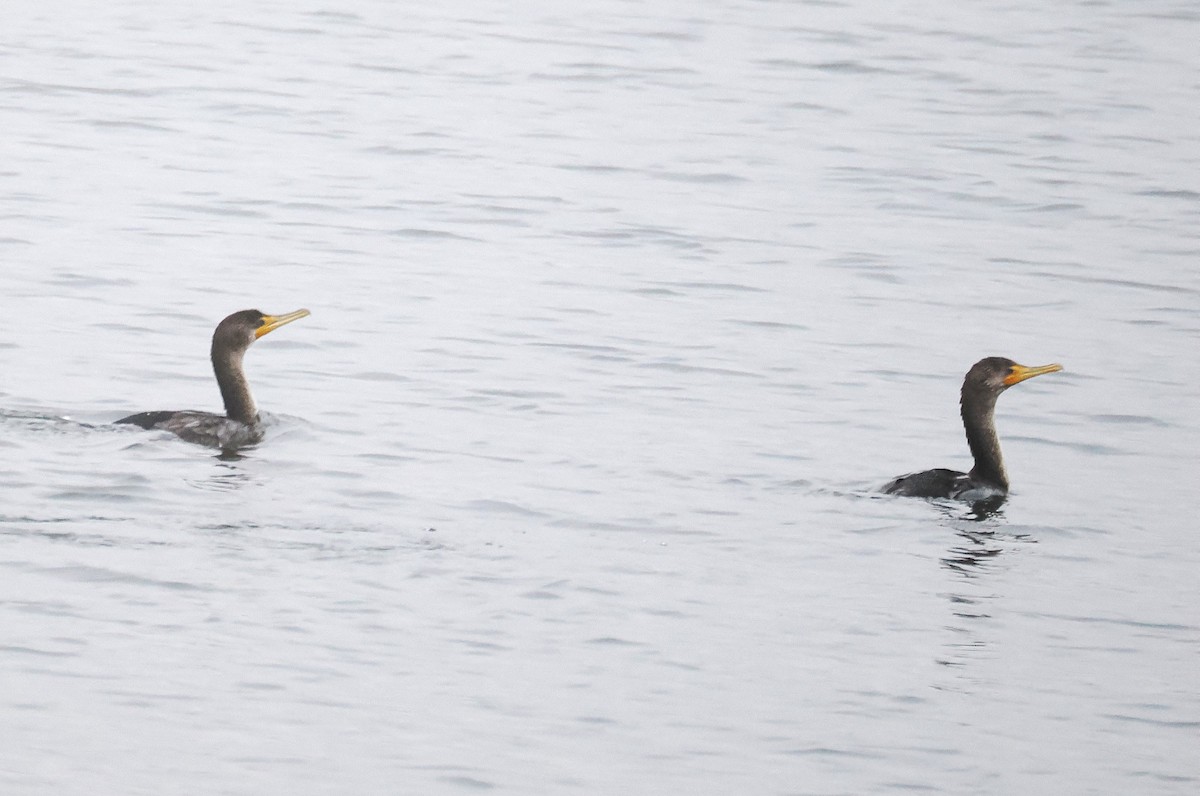 Ушастый баклан - ML645624173