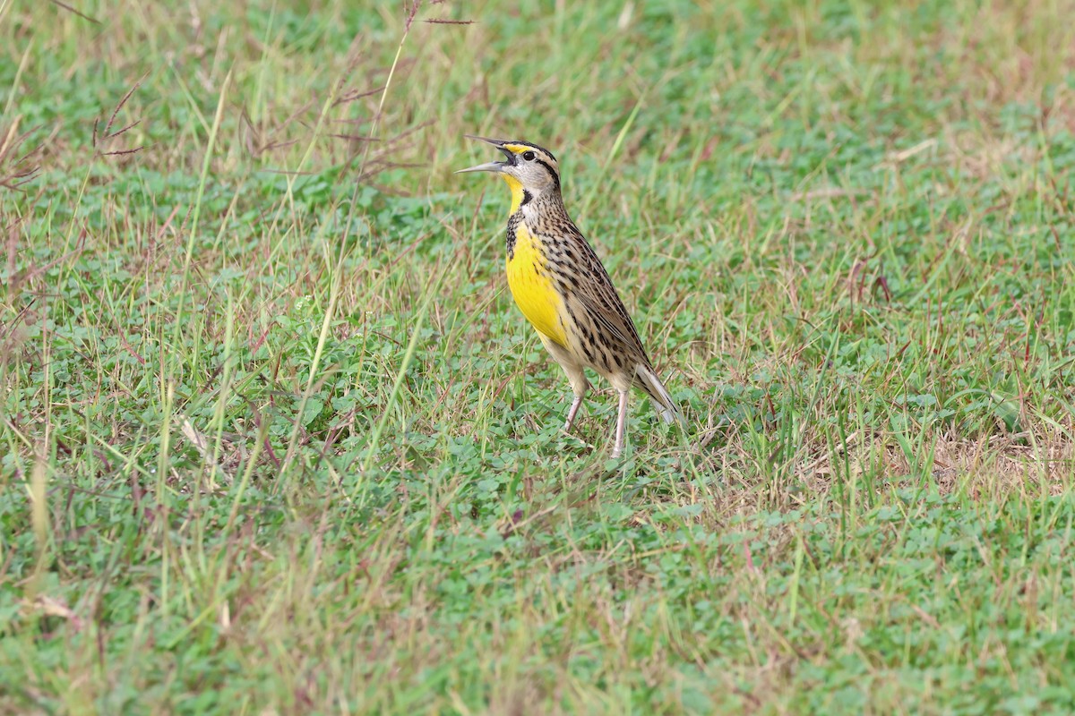 Eastern Meadowlark - ML645624178