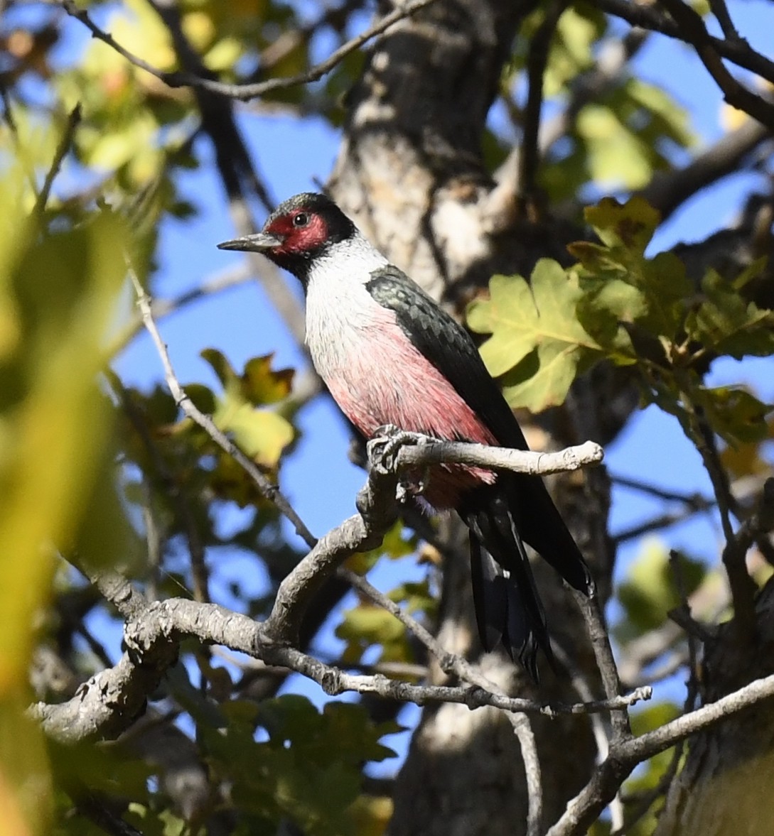 Blutgesichtspecht - ML645624179