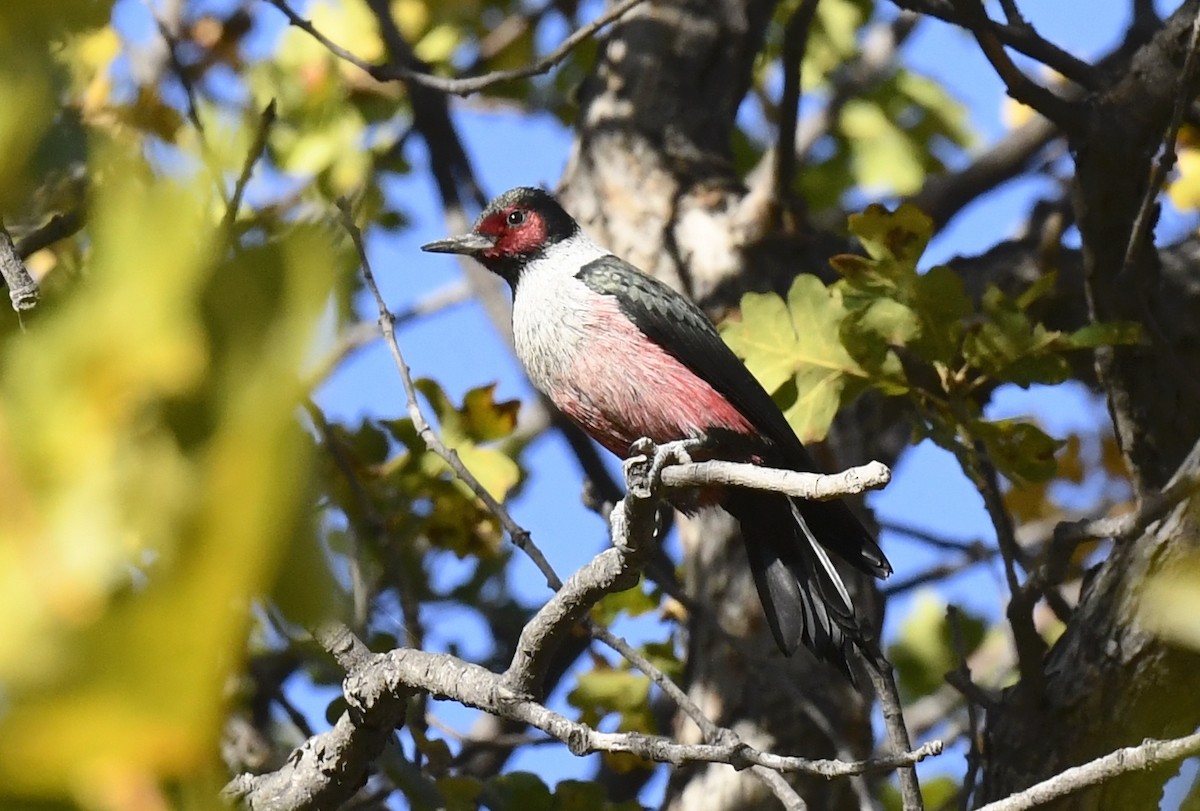 Blutgesichtspecht - ML645624180