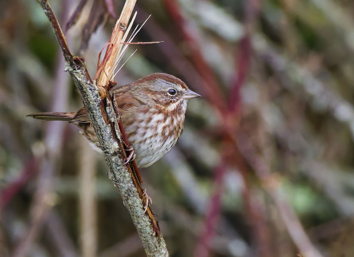 Song Sparrow - ML645624188