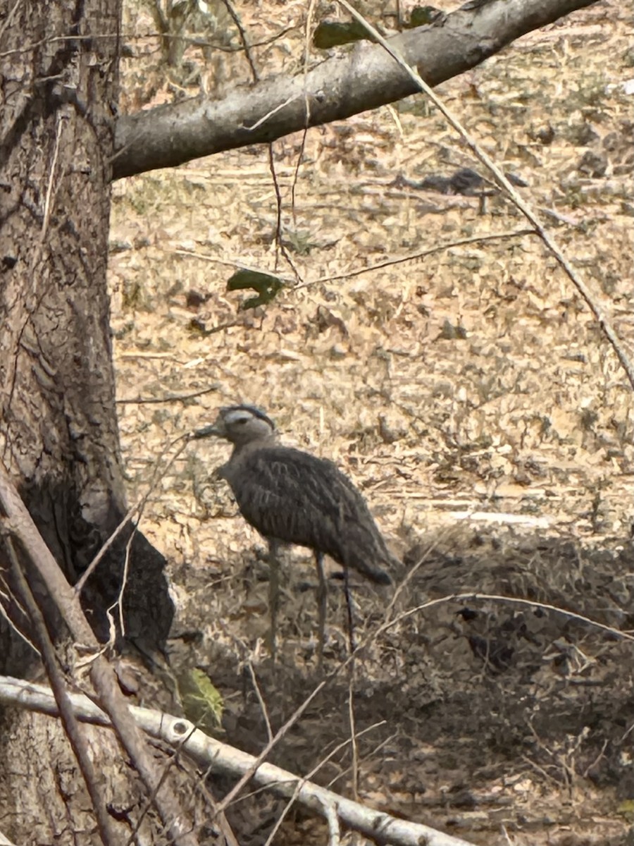 Kaşlı Kocagöz - ML645624200