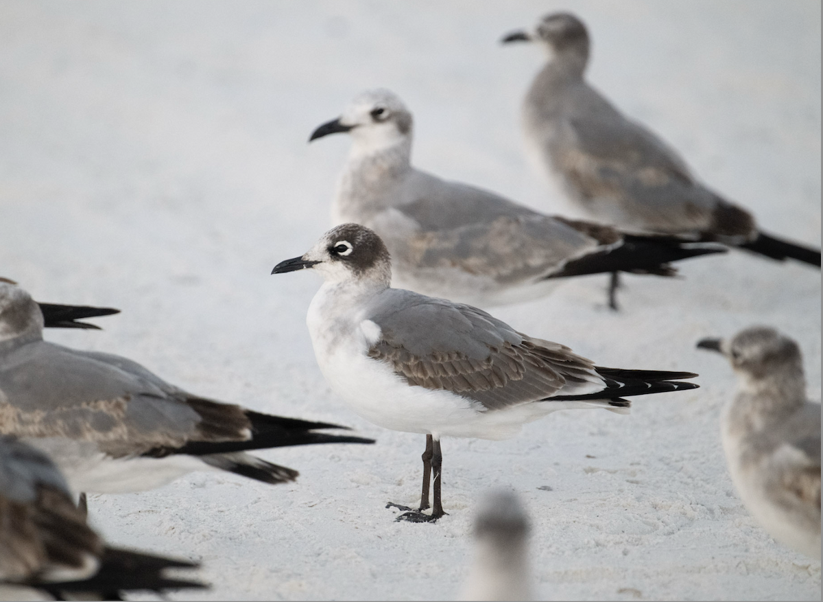 Franklin's Gull - ML645624203
