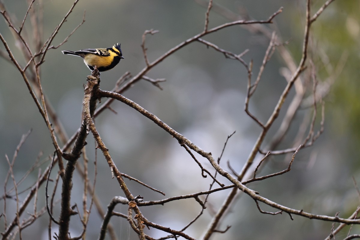 Himalayan Black-lored Tit - ML645624205