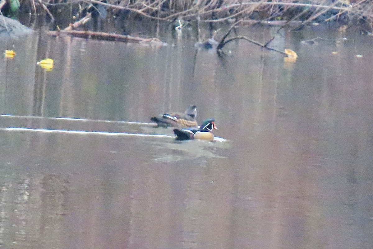 kachnička karolínská - ML645624210