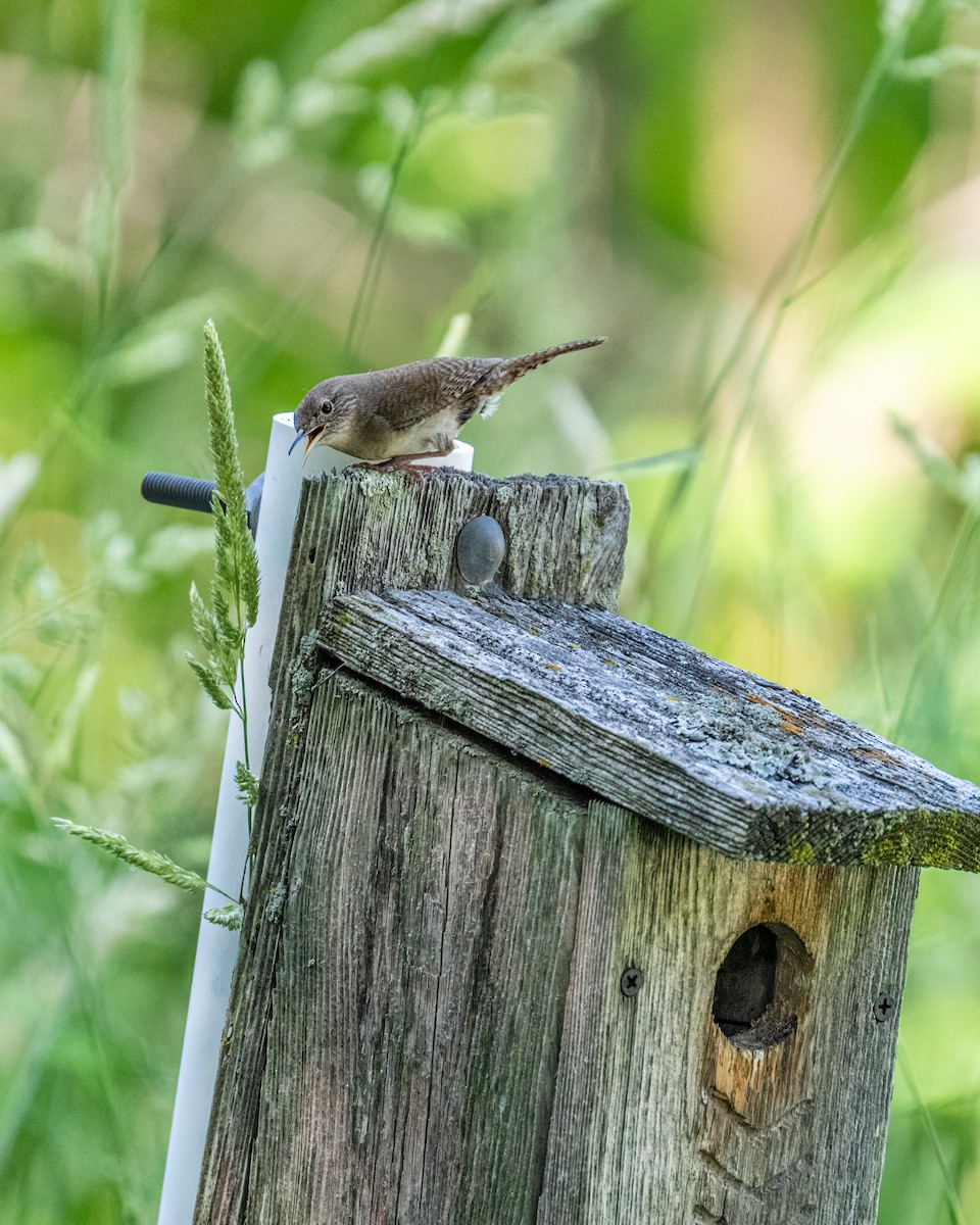 Northern House Wren - ML645624220