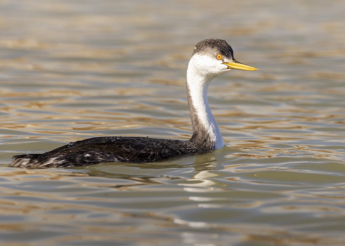 Western Grebe - ML645624230