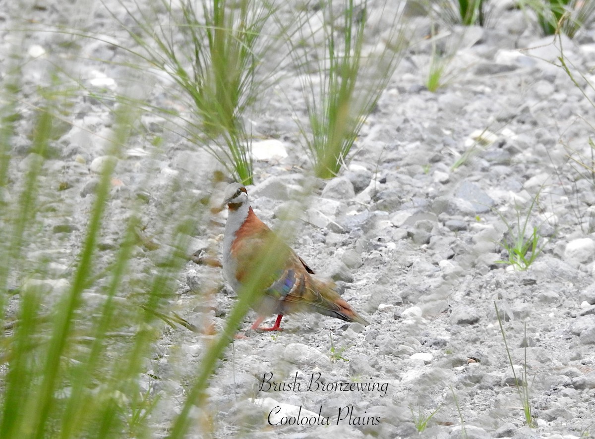 holub pestrokřídlý - ML645624272