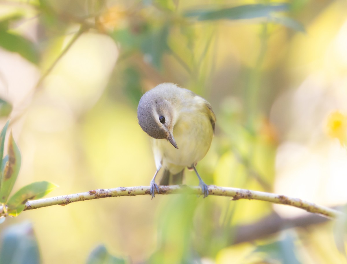 Eastern/Western Warbling Vireo - ML645624282