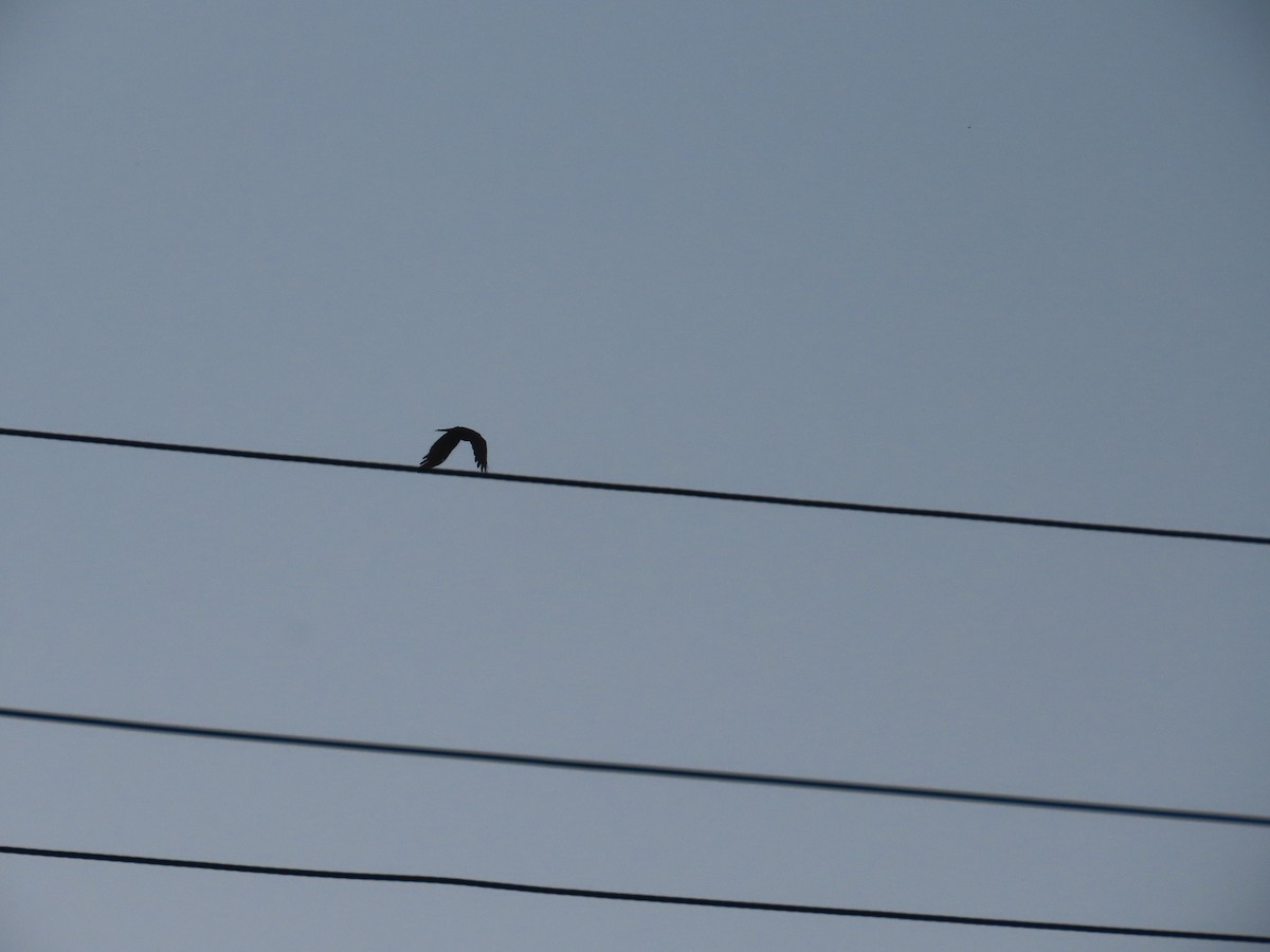 Ворона індійська - ML645624283