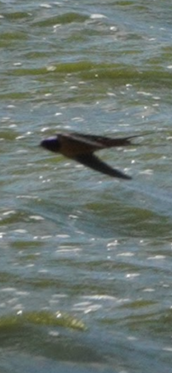 Ластівка сільська - ML645624286