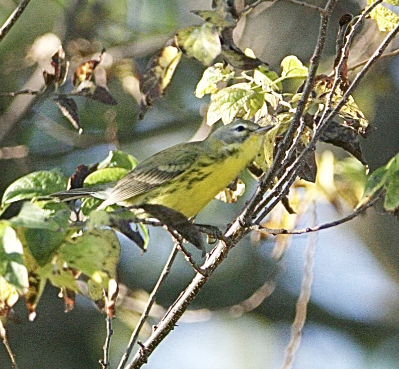 Prairie Warbler - ML645624290