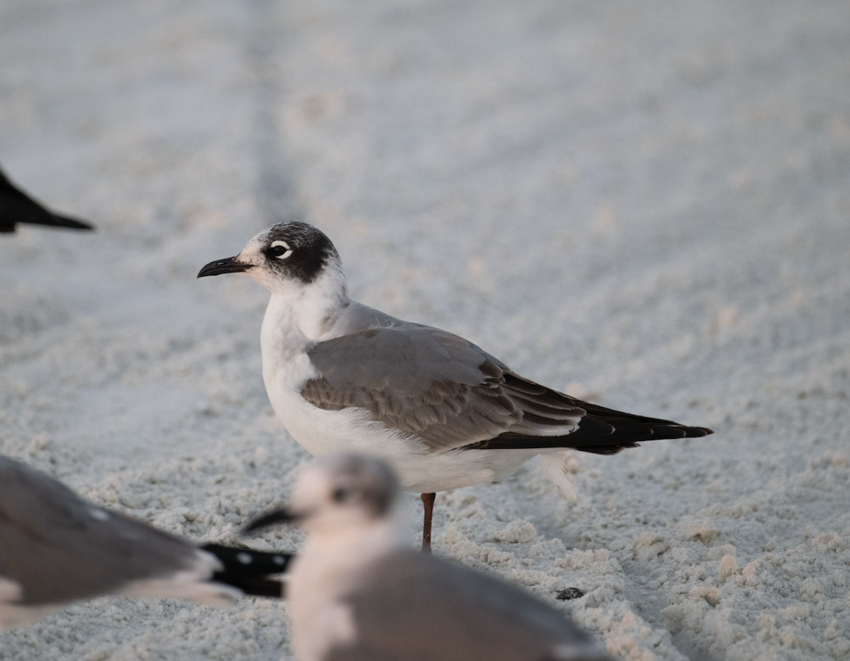 Franklin's Gull - ML645624294