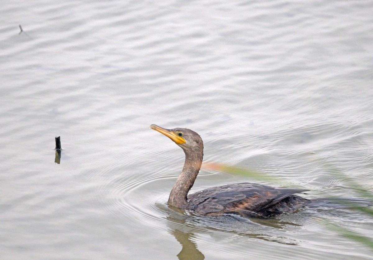 Neotropic Cormorant - ML645624307