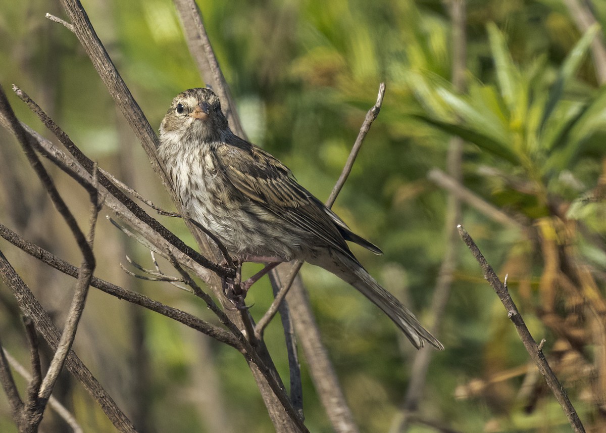 Chipping Sparrow - ML645624317