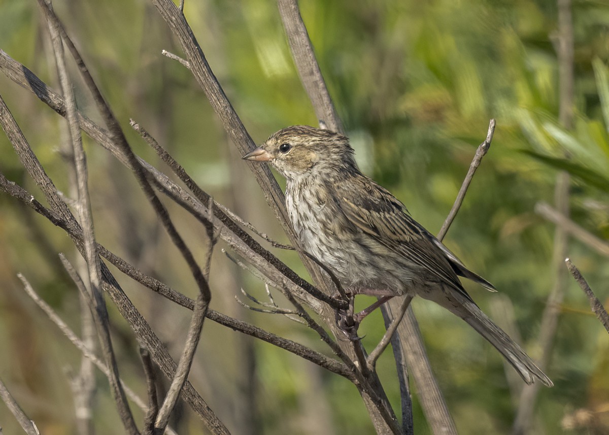 Chipping Sparrow - ML645624318