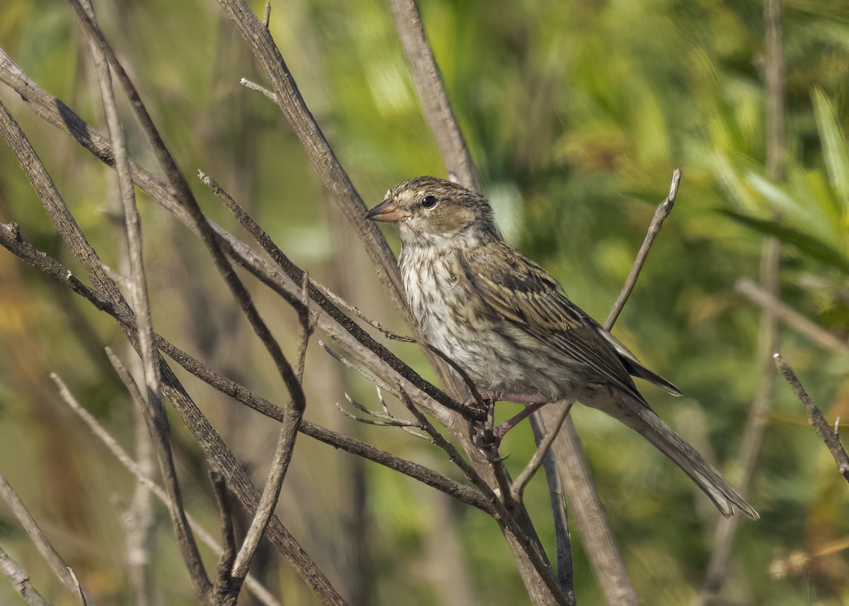 Chipping Sparrow - ML645624319