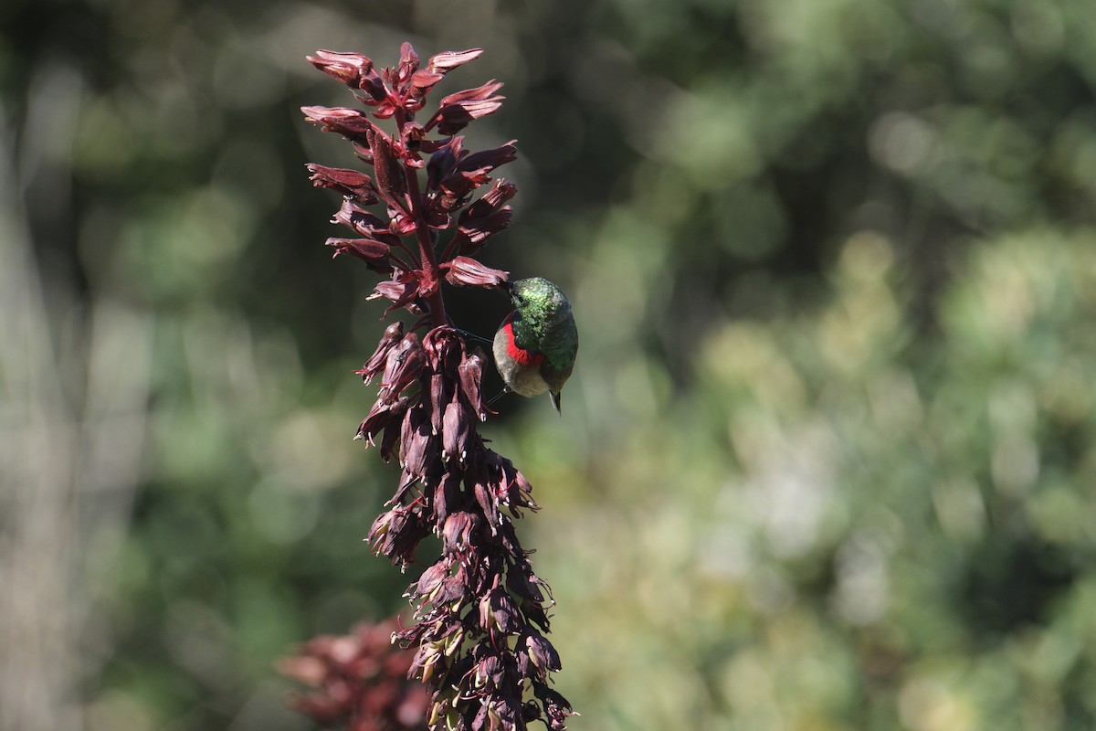 Southern Double-collared Sunbird - ML645624320