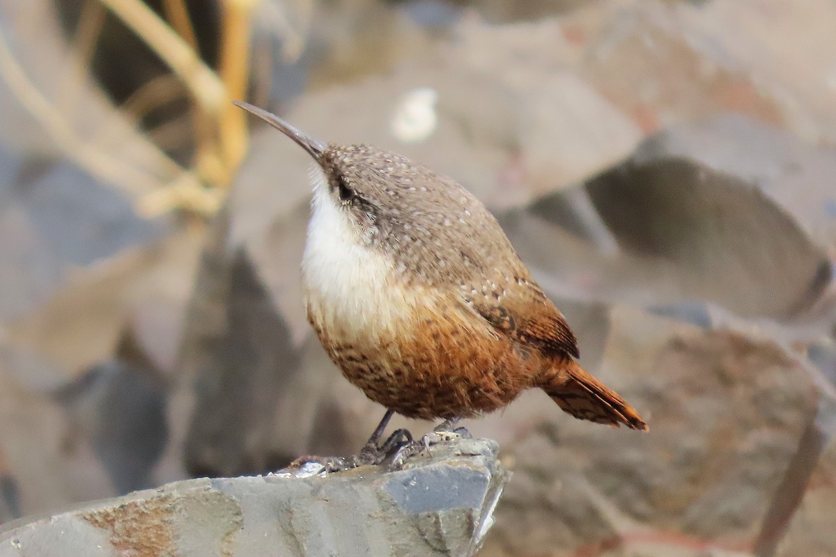 Canyon Wren - ML645624325