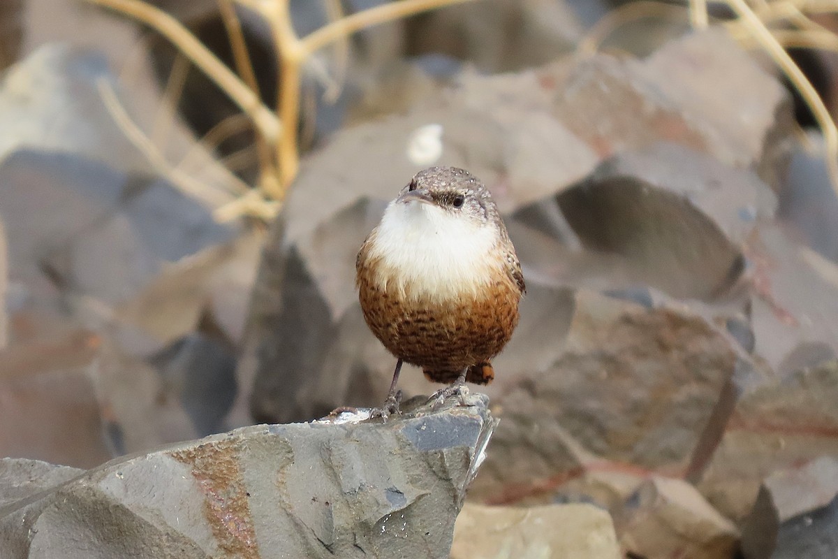 Canyon Wren - ML645624326