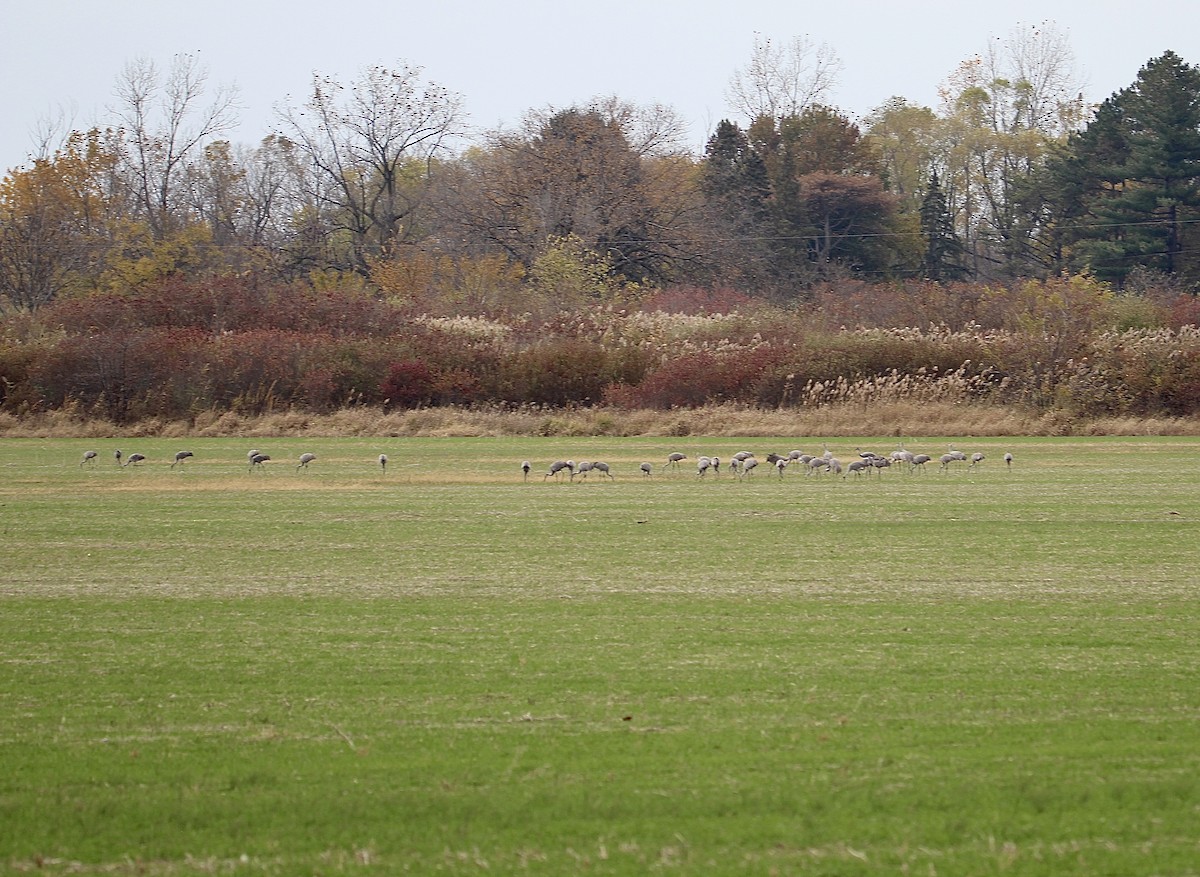 Sandhill Crane - ML645624328