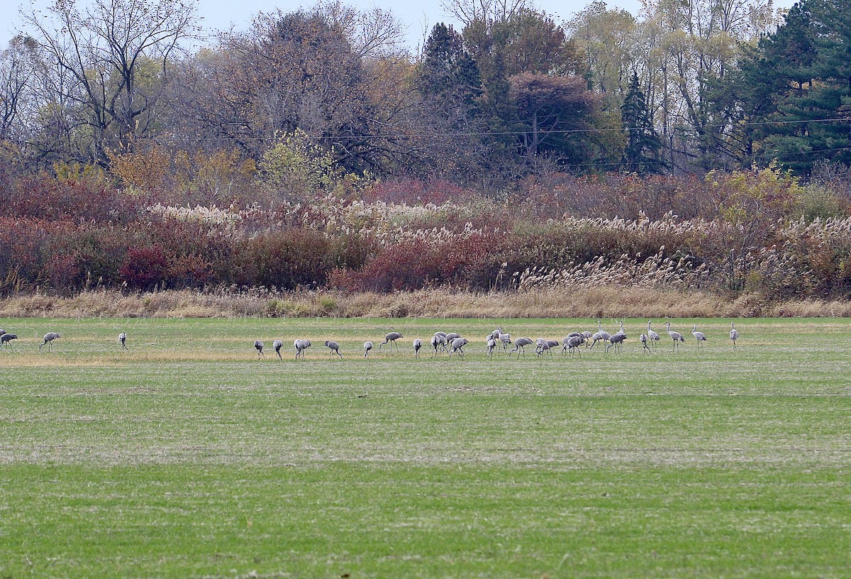 Sandhill Crane - ML645624329