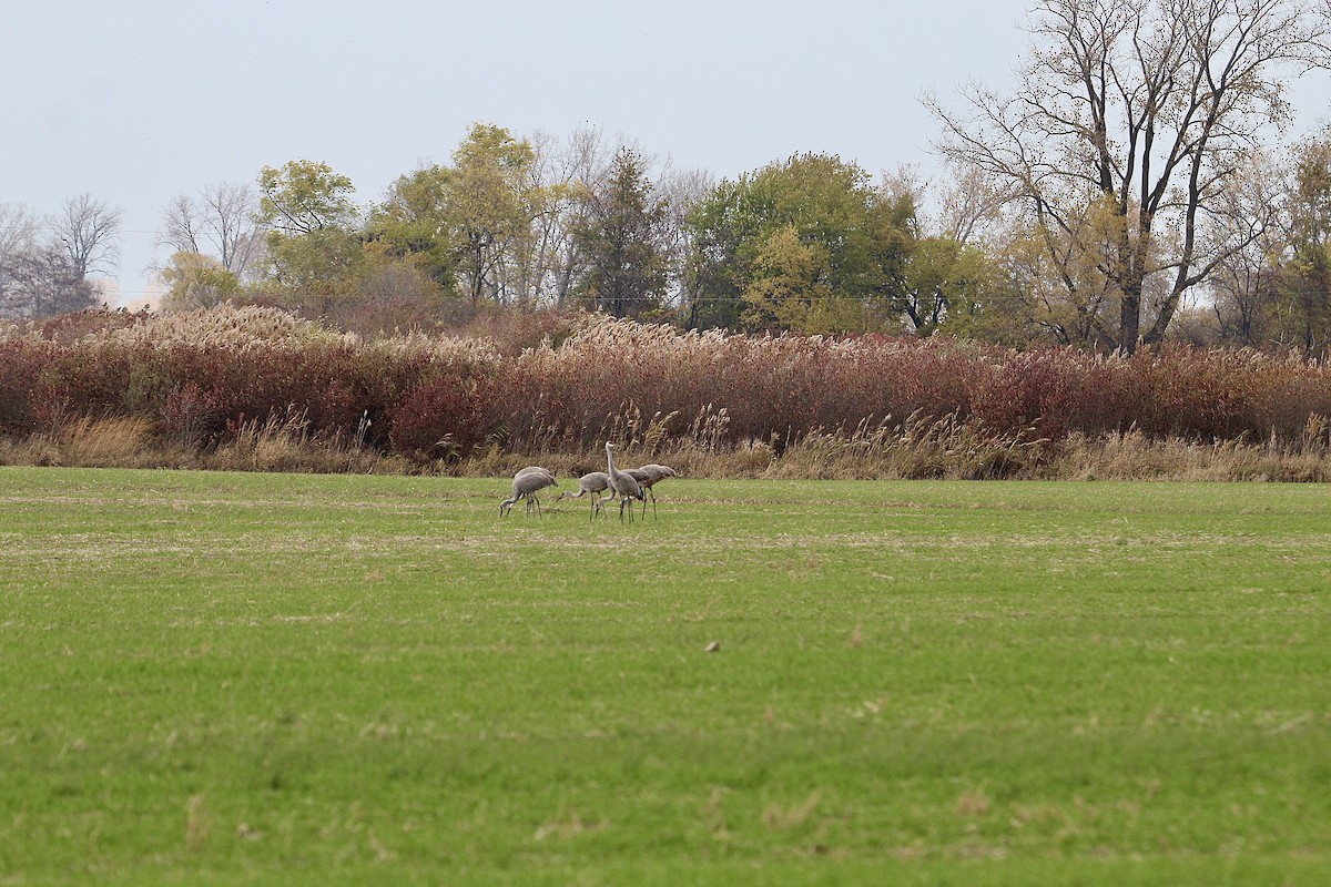 Sandhill Crane - ML645624330