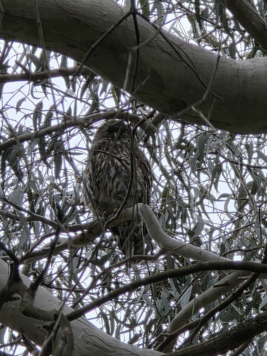 Kläfferkauz - ML645624331