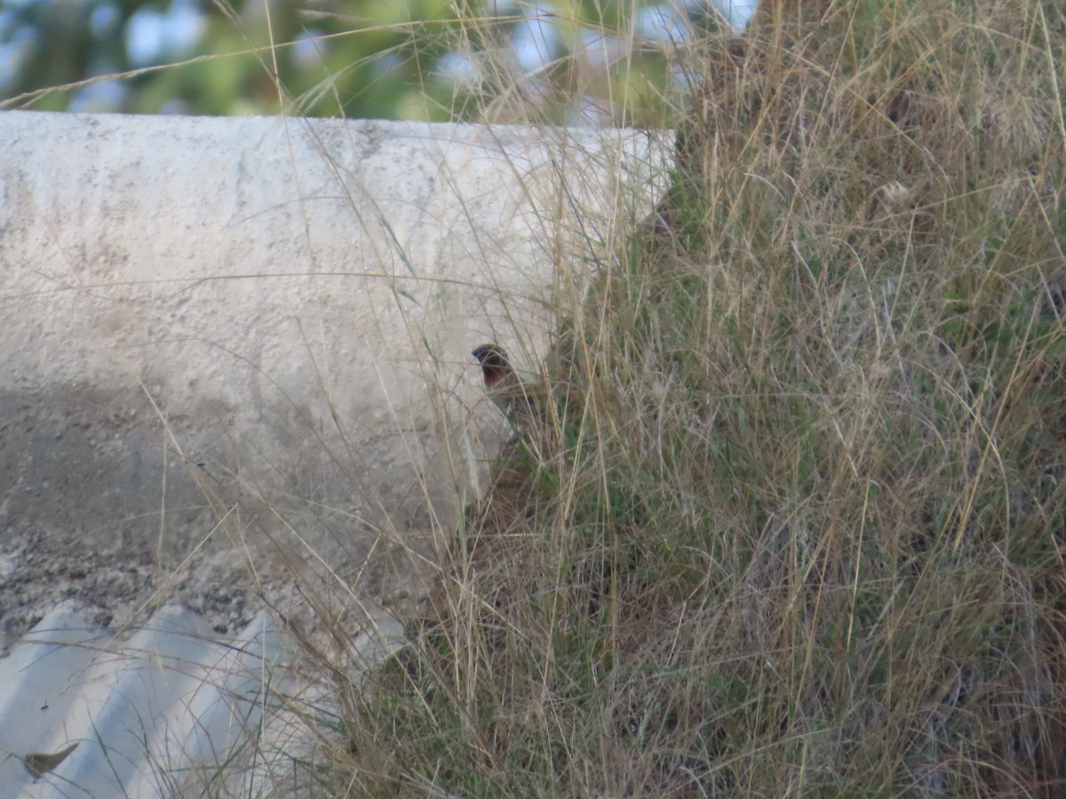 Scaly-breasted Munia - ML645624332